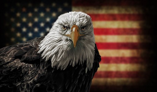 Bald eagle american flag decal - bald,